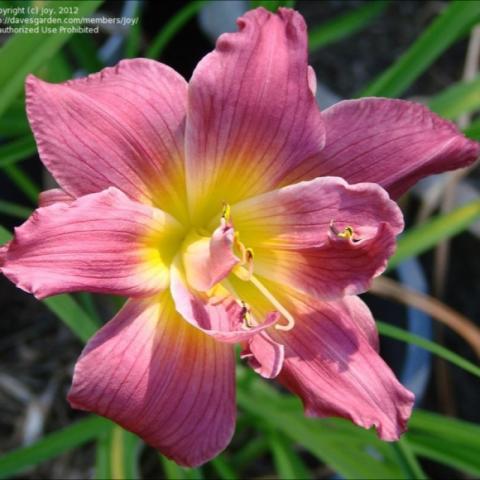 Hemerocallis 'Amethyst Art', mauve petals, yellow-green eye