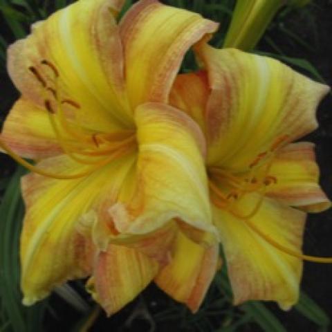 Hemerocallis Autum Blush, yellow to butterscotch, floppy petals
