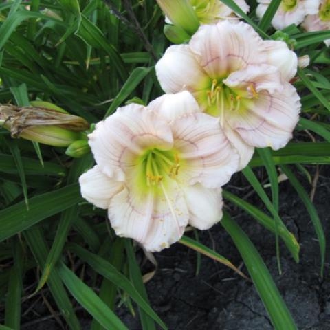 Hemerocallis Baby Blues, small white blooms, green-yellow throats