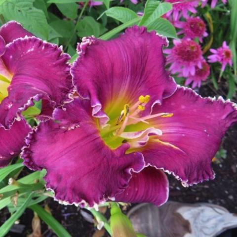 Hemerocallis Bettylen, red violet flower with narrow white edges, yellow green throat