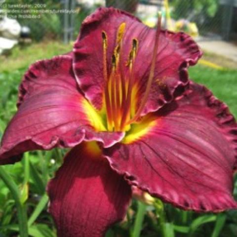 Hemerocallis Beyond Thunder Dome, dark red, ruffled edges, yellow-green throatGrecian Key, light peach petals, darker peach at center