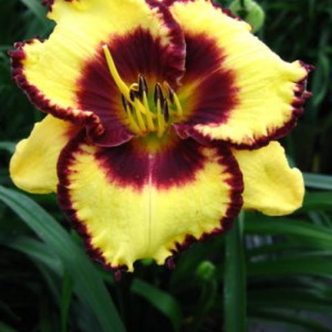 Hemerocallis Calico Jack, yellow with dark burgundy center and edges