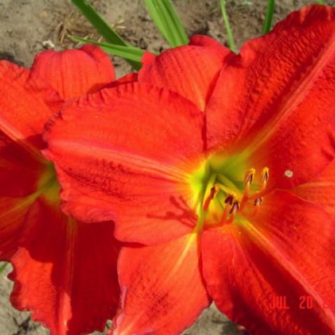Hemerocallis Cardinal Hager, red-orange flower with yellow green throat