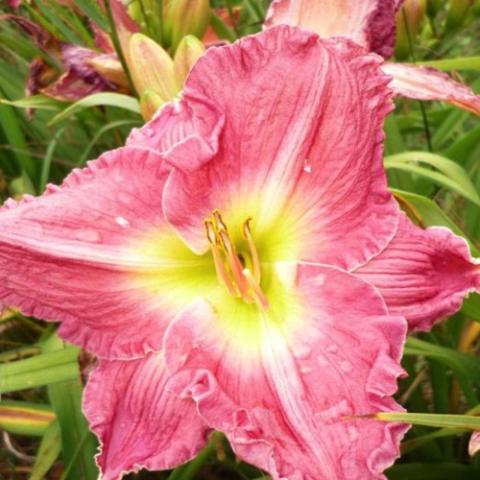 Hemerocallis Douglas Clark, dusky pink flower with yellow green throaterocallis Cardinal Hager, red-orange flower with yellow green throat