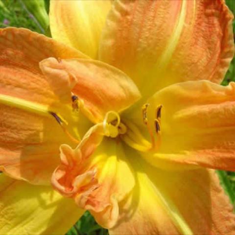 Hemerocallis 'English Muffin', yellow with burnt ornage edges, crimped