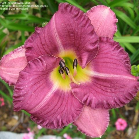 Hemerocallis 'Entrapment', mauve with crinkled edges and yellow-green throat