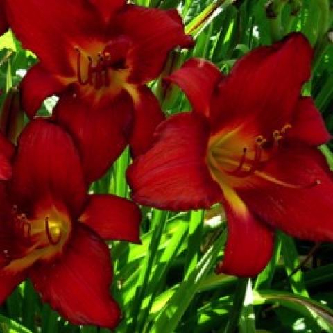 Hemerocallis Flameburst, dark red with a gold throat