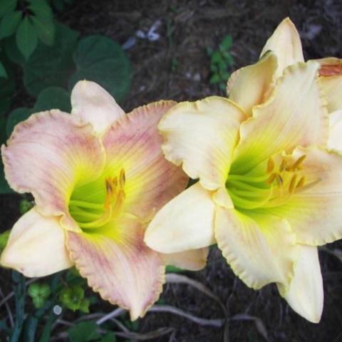 Hemerocallis Flying Carpet, ivory pinkish flower with yellow green throaterocallis Douglas Clark, dusky pink flower with yellow green throaterocallis Cardinal Hager, red-orange flower with yellow green throat