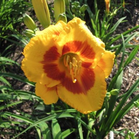 Hemerocallis Fooled Me, gold with copper eye