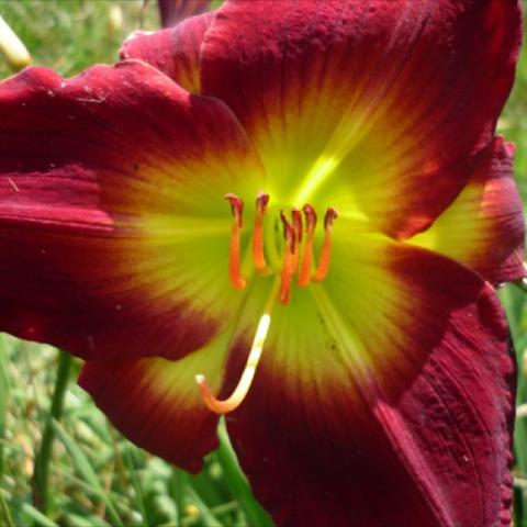 Hemerocallis 'Forsyth Yuletide', dark red with yellow-green eye