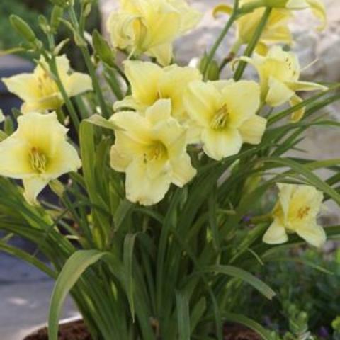 Hemerocallis Fragrant Returns, light yellow