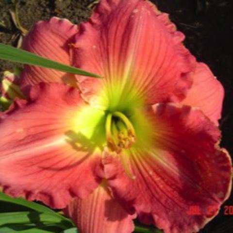 Hemerocallis Glistening Bouquet, rosy orange with ruffled petals, yellow-green throat