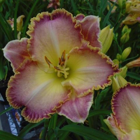 Hemerocallis Jekyll Island, pink-red flower with gold wavy edges, white midribs and yellow throat