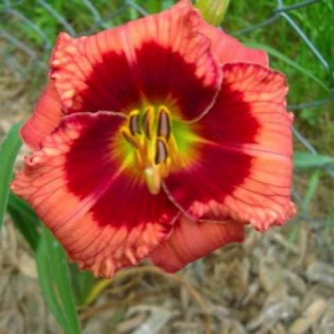 Hemerocallis Justin Paul, recurved rosy orange petals, dark red around the throat, green throat
