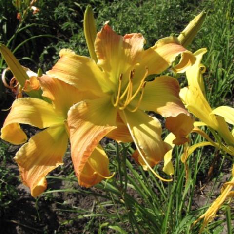 Hemerocallis Katherine Harris, yellow to bronze twisting petals