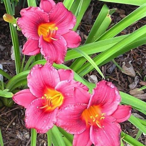 Hemerocallis Little Business, red pink flowers with gold throats