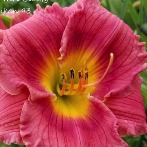 Hemerocallis Live Wire Beauty, dark pink flower with gold throat