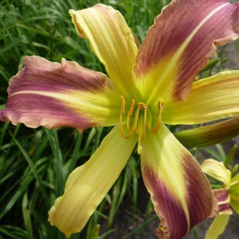 Hemerocallis Miss Jessie, yellow and maroon spider, narrow petals