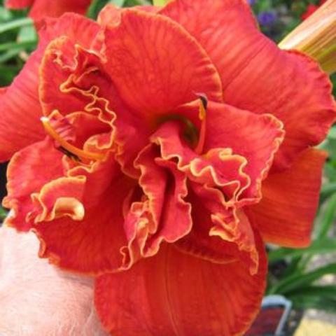 Hemerocallis Moses' Fire, red-orange double