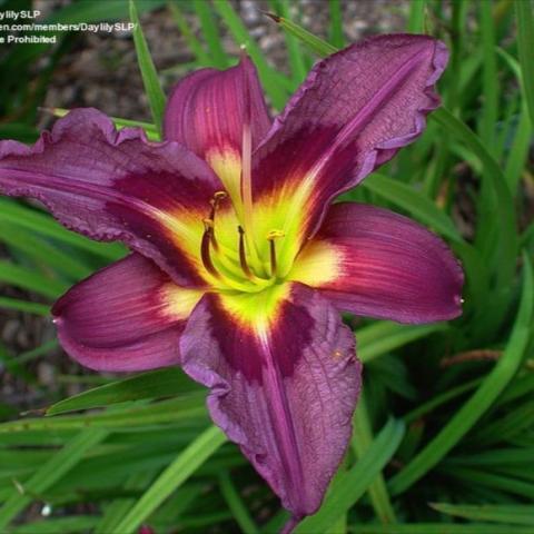 Hemerocallis 'Night Beacon', purple petals and yellow throat
