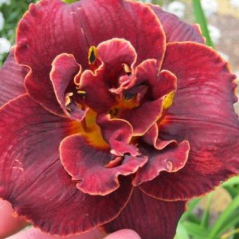 Hemerocallis Night Embers, very dark red double