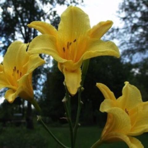 Hemerocallis Notify Ground Crew, yellow up-facing daylily flowers