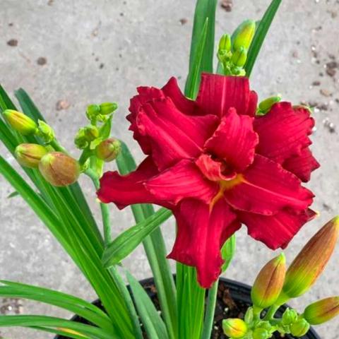 Hemerocallis Double Pardon Me, solid red daylily