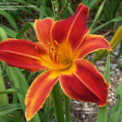 Hemerocallis 'Pillar of Fire', red-orange and orange