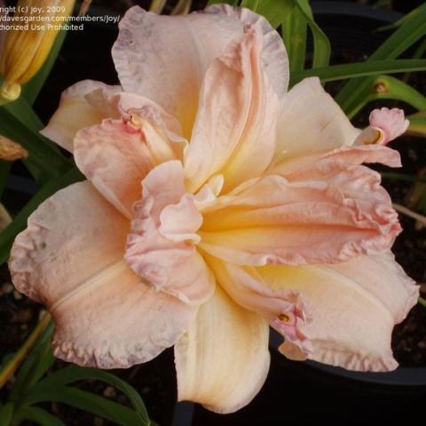 Hemerocallis 'Pink Peppermint', light peachy pink double