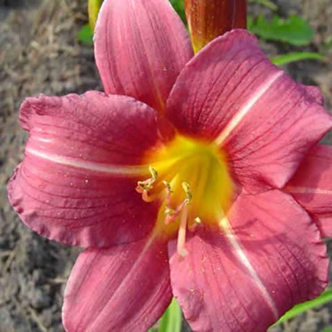 Hemerocallis Pixie Prince, mauve-pink petals, white midrib, yellow throat