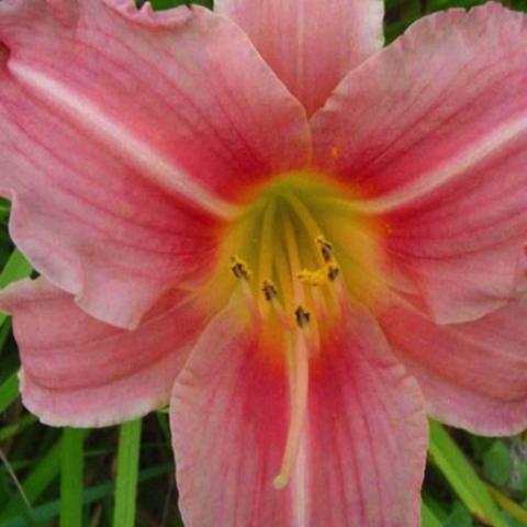 Hemerocallis Prairie Belle, light and darker pink flower with light pink midrib, yellow green throat