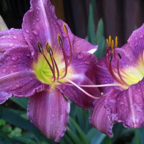 Hemerocallis Prairie Blue Eyes, violet flowers with lighter midribs, yellow green throats