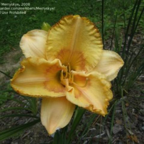 Hemerocallis Prairie Fire, butterscotch yellow ruffled petals, darker gold center