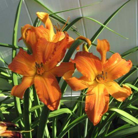 Hemerocallis Primal Scream, bright orange, gold throat