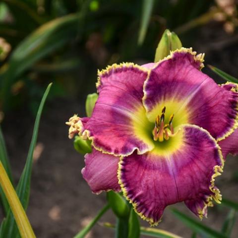 Hemerocallis Raspberry Eclipse, red violet flower with yellow crimped edges, yellow green throaterocallis Prairie Blue Eyes, violet flowers with lighter midribs, yellow green throats