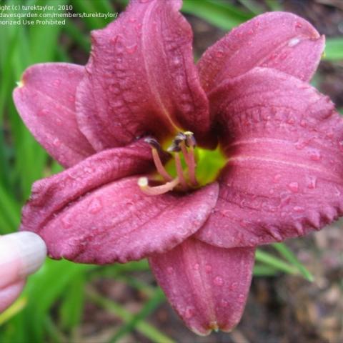 Hemerocallis 'Raspberry Pixie', dark mauve wide petals, crimped edges