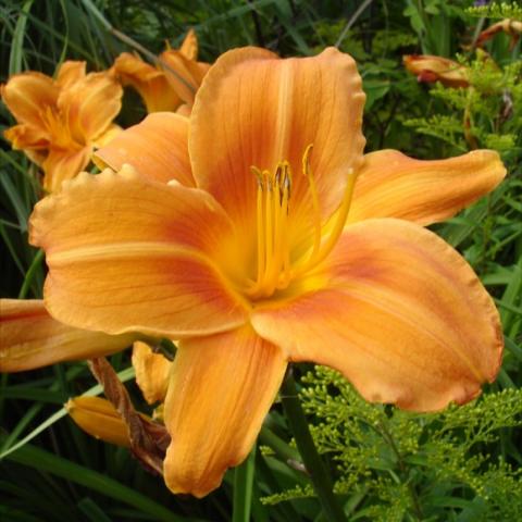 Hemerocallis 'Rocket City', orange recurved daylily with gold striping