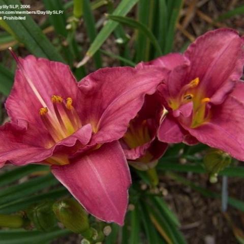 Hemerocallis Rosy Returns, dark rosy flowers with gold throats