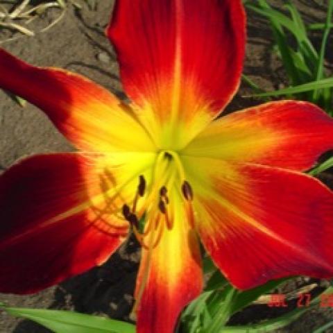 Hemerocallis Ruby Spider, vibrant red petals with wide yellow-green throat