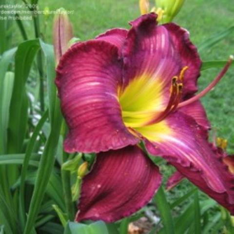 Hemerocallis Shadow Passage, purple-burgundy petals with yellow-green throat