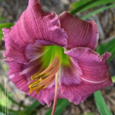 Hemerocallis Siloam Fine Art, mauve recurved petals, very green throat