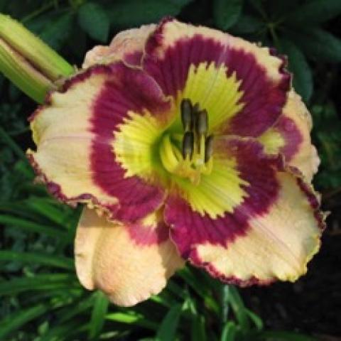 Hemerocallis Spacecoast Sea Shells, cream with burgundy edges and eye and green throat