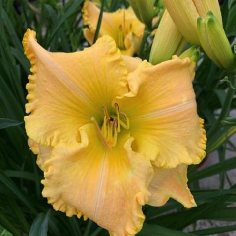 Hemerocallis St. Catherine's Island, creamy yellow recurved flower with crimped edges