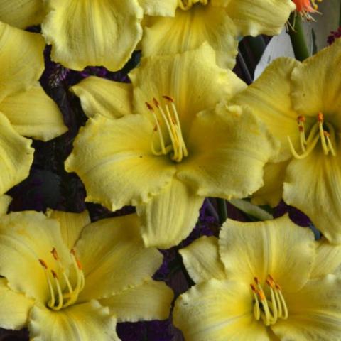 Hemerocallis Stella Supreme, bright yellow flowers with slightly darker yellow throats