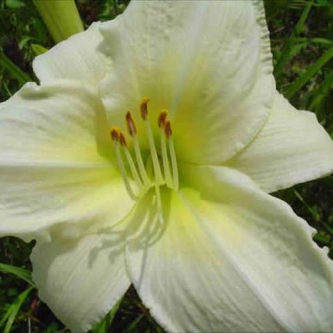 Hemerocallis 'White Orchid', very light yellow almost white, recurved