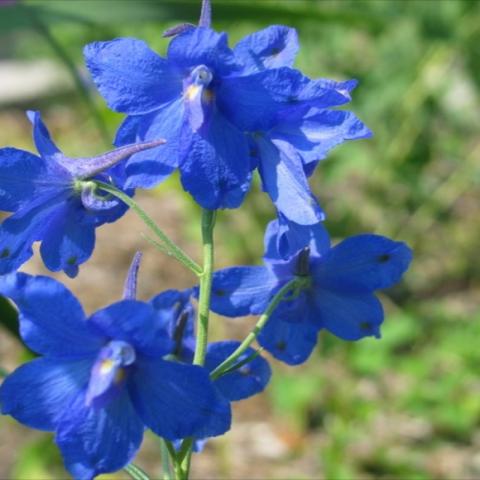 Delphinum 'Blue Butterfly', bright blue flowers