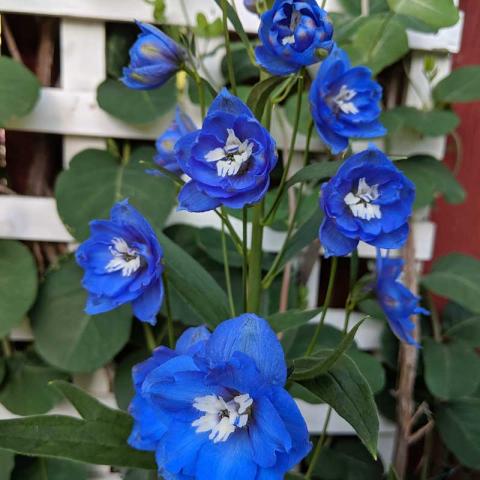 Delphinium Cobalt Dreams, really blue flowers with white eyes