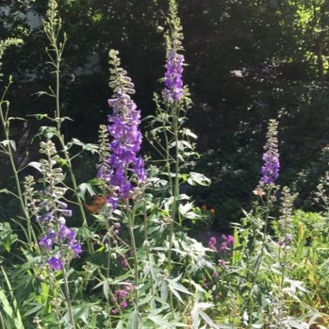 Delphinium exaltatum, lavender spike of tubular flowers