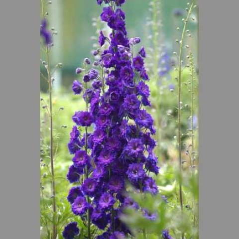 Delphinum 'Pagan Purples' tall spires of blue-purple bells