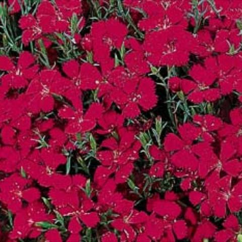 Dianthus 'Brilliant', dark magenta flowers